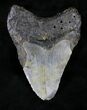 Bargain Megalodon Tooth - North Carolina #21260-2